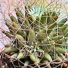 Cactus mammillaria decipiens